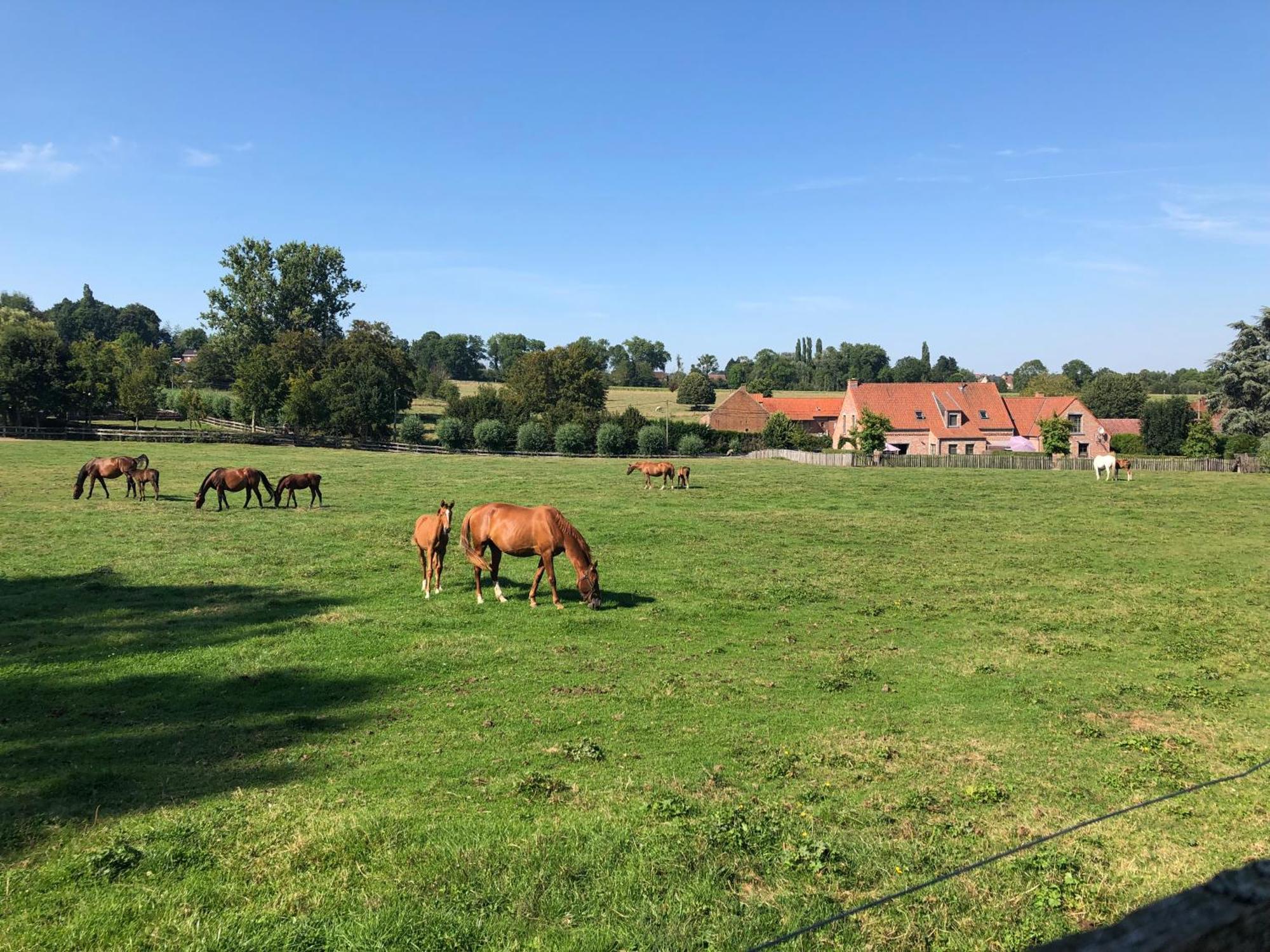 Au Coeur Des Collines, Gloriette Villa Ellezelles Eksteriør bilde